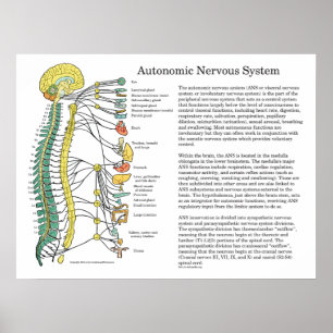 Autonom nervsystemANS-affisch Poster