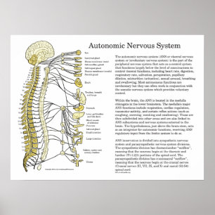 Autonom nervsystemANS-affisch Poster