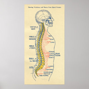 Autonoma nervsystemets spinalnerver poster