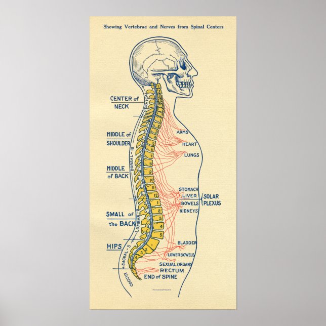 Autonoma nervsystemets spinalnerver poster (Framsidan)