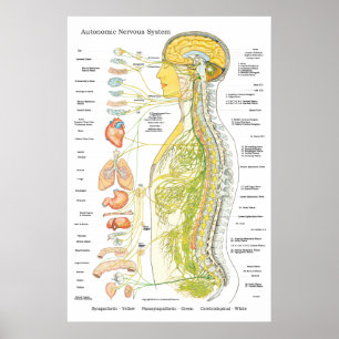 Autonomic Nervous System Chiropraktic ANS Poster