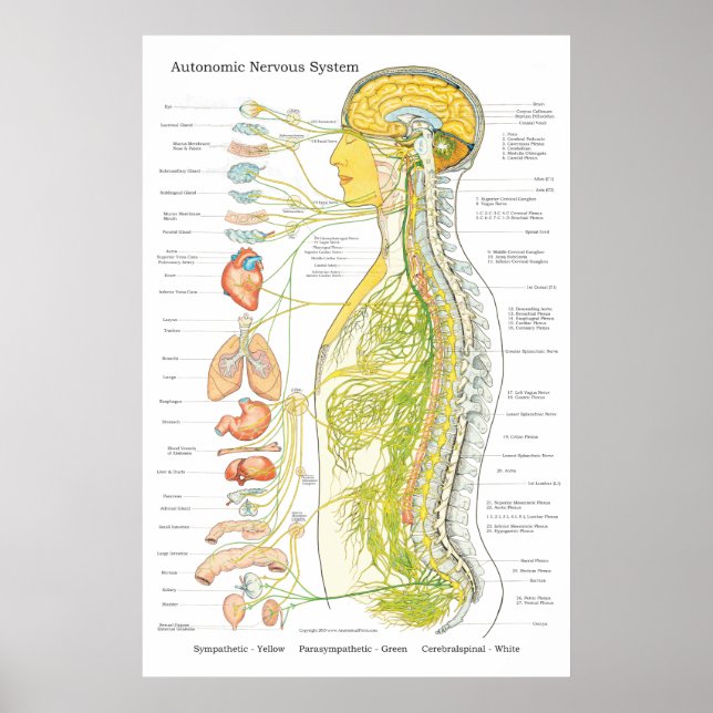 Autonomic Nervous System Chiropraktic ANS Poster (Framsidan)