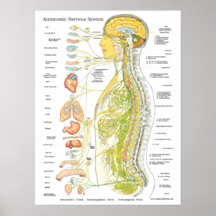 Autonomic Nervous System Chiropraktic Poster
