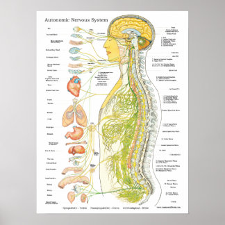 Autonomic Nervous System Chiropraktic Poster