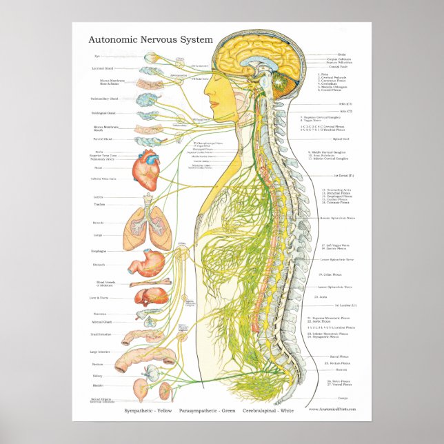 Autonomic Nervous System Chiropraktic Poster (Framsidan)