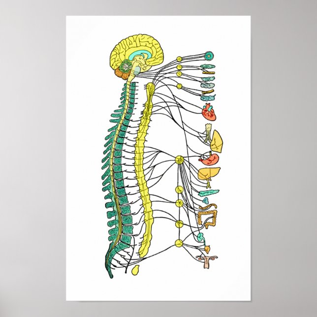 Autonomic Nervous System Poster (Framsidan)