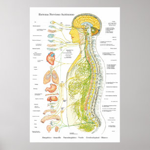 Autonomic Nervous System Poster på spanska Medical