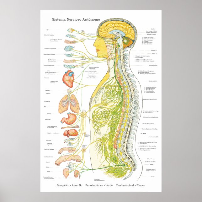 Autonomic Nervous System Poster på spanska Medical (Framsidan)