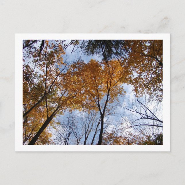 Autum Färg och Himmel Vykort (Framsida)