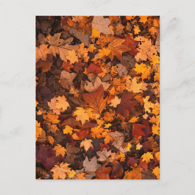 Autum Lövs Vykort (Framsida)