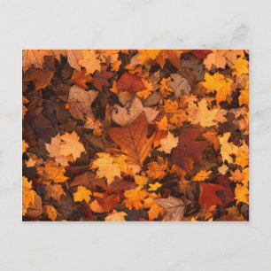 Autum Lövs Vykort