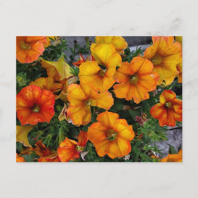 Autumenlig trädgård vykort (Framsida)