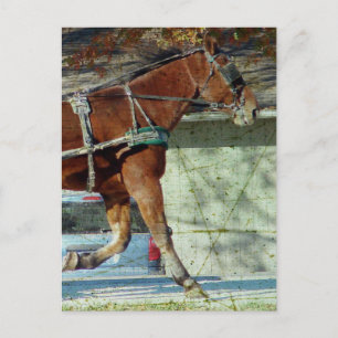 Autumn Amish Buggy Horse Vykort