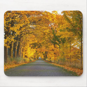 Autumn Avenue Träd Away Road Musmatta