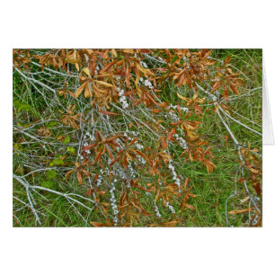 Autumn Bayberry Shrub Hälsningskort