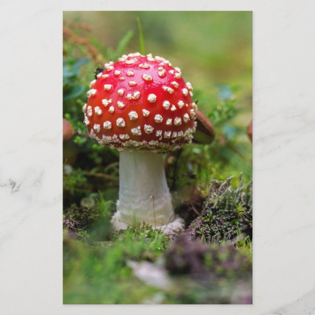 Autumn Beauty Brevpapper (Framsida)