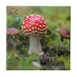 Autumn Beauty Kakelplatta