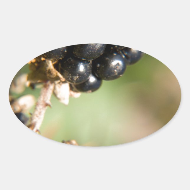 Autumn Berries Ovalt Klistermärke (Framsida)