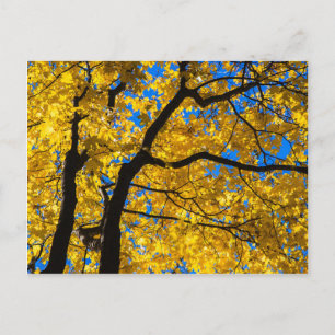 Autumn Blues Vykort