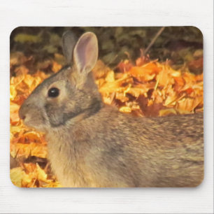 Autumn Bunny Musmatta