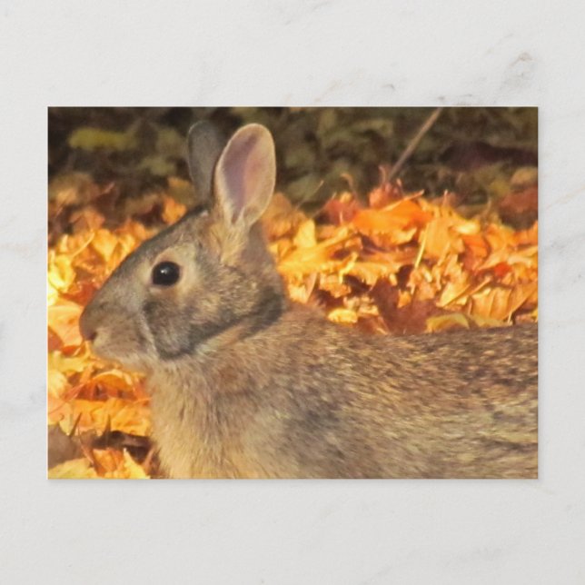 Autumn Bunny Vykort (Framsida)