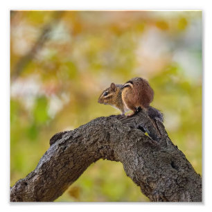 Autumn Chipmunk Fototryck