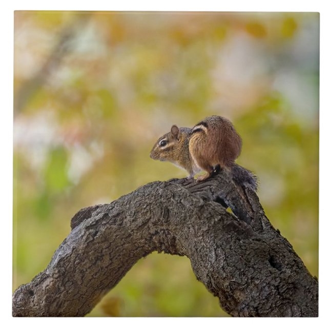 Autumn Chipmunk Kakelplatta (Framsidan)