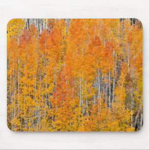 Autumn Colors on Aspen Groves Musmatta