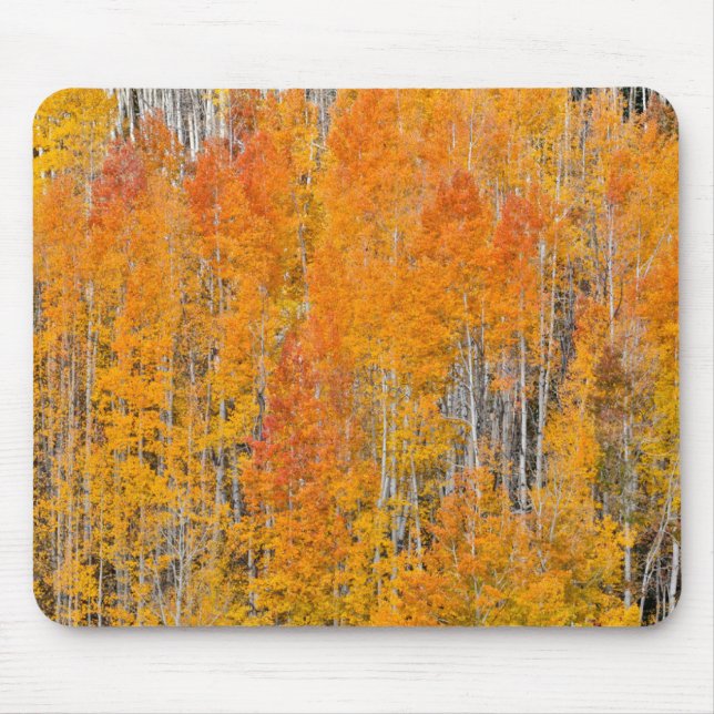 Autumn Colors on Aspen Groves Musmatta (Framsidan)