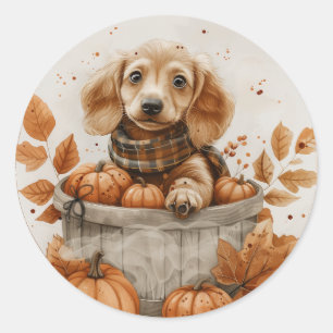 Autumn Dachshund Hundar Pumpkin Runt Klistermärke