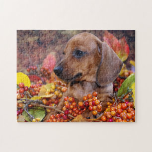 Autumn Dachshund Puppy Pussel