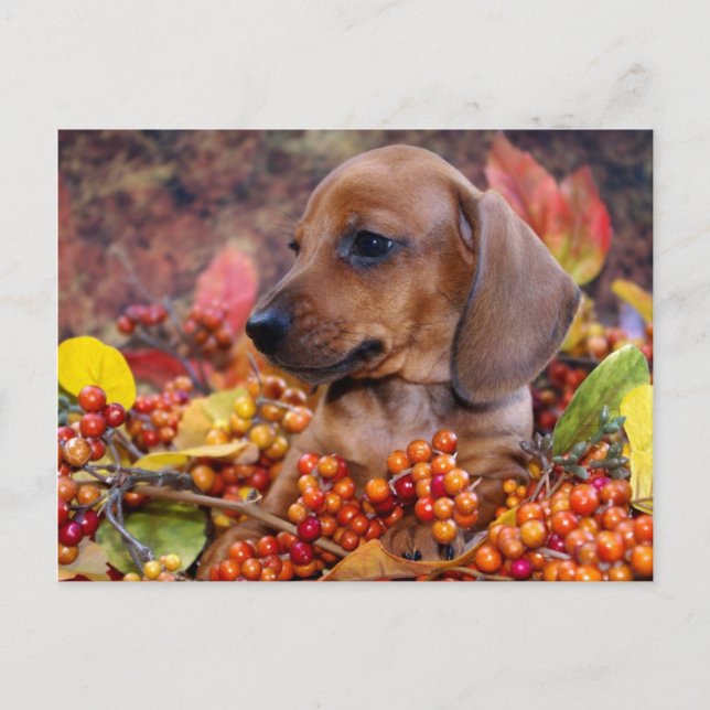 Autumn Dachshund Puppy Vykort (Framsida)