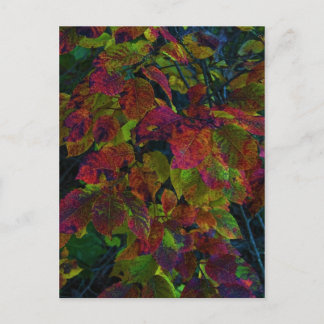 Autumn Dreams Vykort