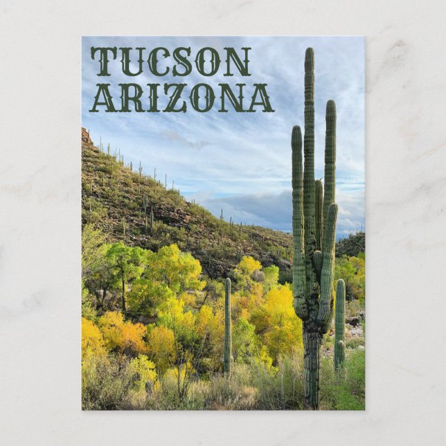 Autumn Färg Saguaro Sabino Canyon Vykort (Framsida)