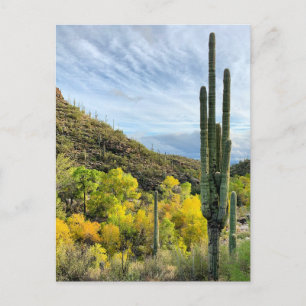 Autumn Färg Saguaro Sabino Canyon Vykort
