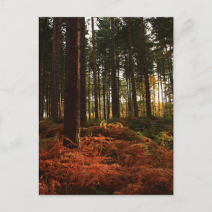 Autumn Ferns Vykort