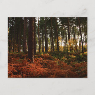 Autumn Ferns Vykort