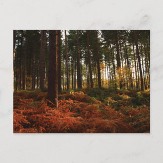 Autumn Ferns Vykort