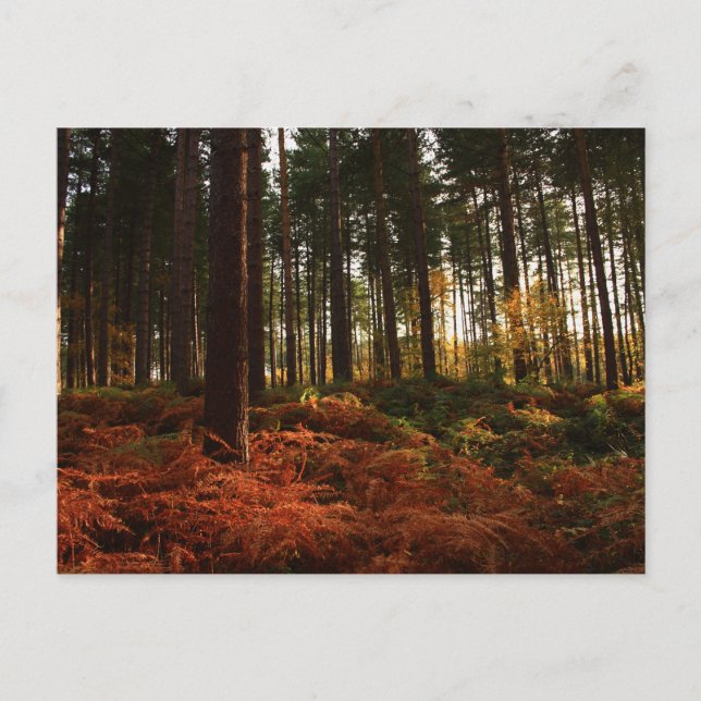 Autumn Ferns Vykort (Framsida)