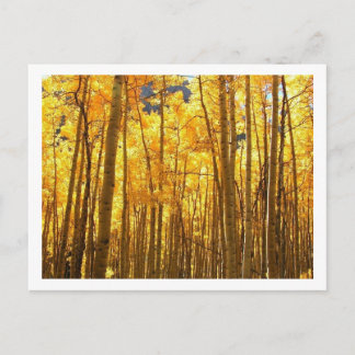 Autumn Foilage Vykort