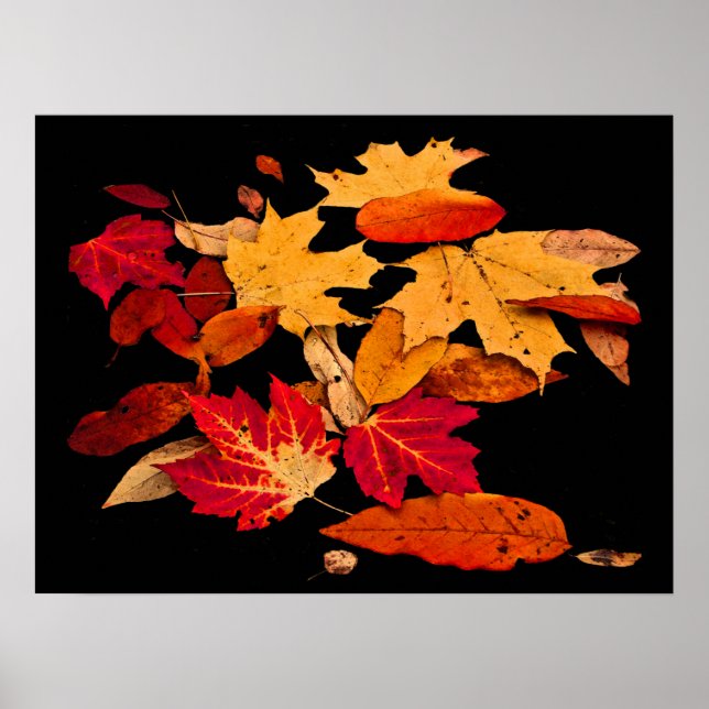 Autumn Foliage in Red Orange Gult Brown Poster (Framsidan)