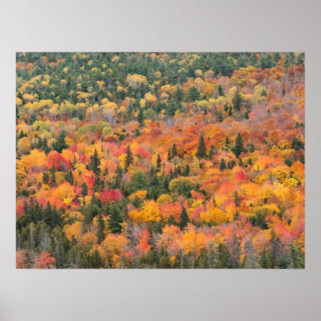Autumn Foliage | Keweenaw Peninsula, Michigan Poster (Framsidan)