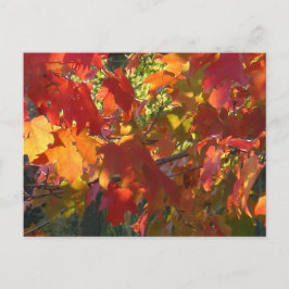 Autumn Foliage Vykort