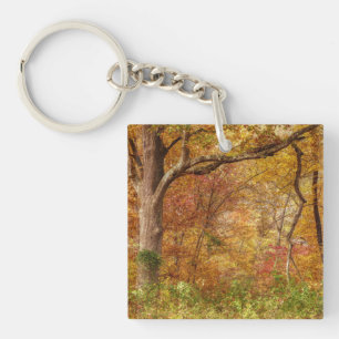 Autumn Forest