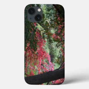 Autumn Forest