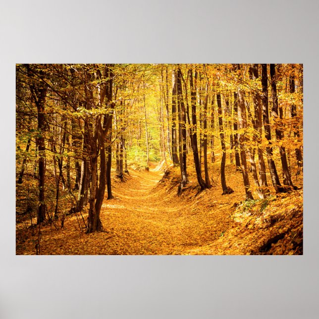 Autumn forest landscape poster (Framsidan)