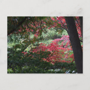 Autumn Forest Vykort