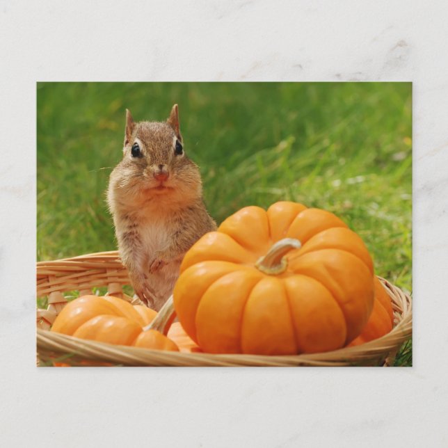 Autumn Harvest Chipmunk Vykort (Framsida)