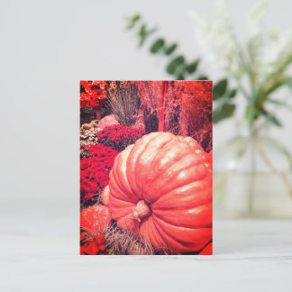 Autumn Harvest Postcard Vykort