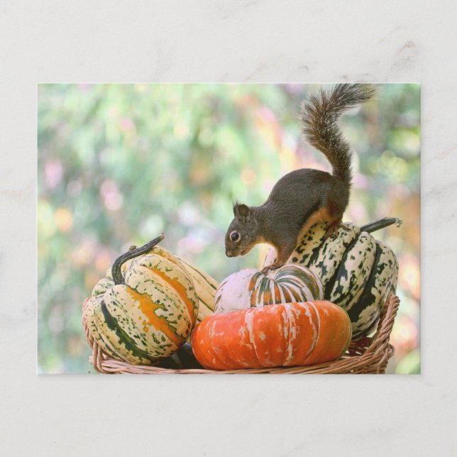 Autumn Harvest Squirrel Vykort (Framsida)